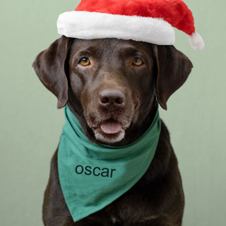 Personalised Christmas Gifts for Pets